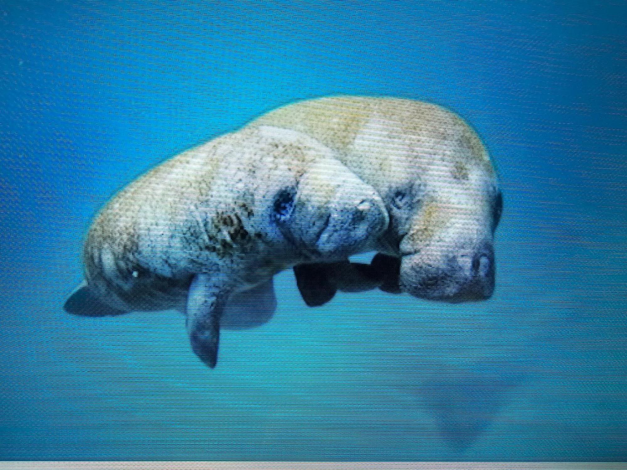 Manatee Watch Den Apartman Crystal River Kültér fotó